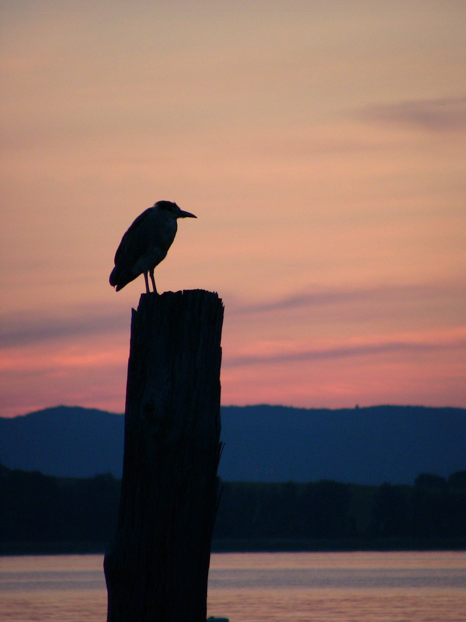 RichW Kingfisher (4)