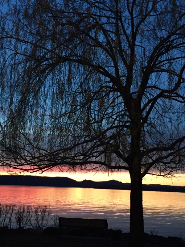 Willow shot - Sandy M